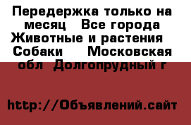 Передержка только на месяц - Все города Животные и растения » Собаки   . Московская обл.,Долгопрудный г.